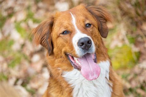 labernard|Labernard (St Bernard Lab Mixed Dog Breed) Info, Pictures, Care。